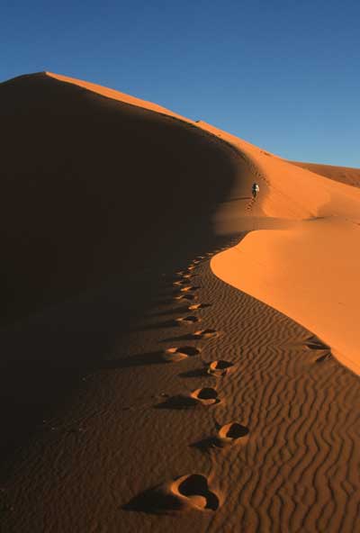 The Golden Amber Dunes of the desert. (c) Pamela Windo